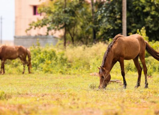Photo Indian horse